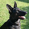 Black Padded Dog Collar - Shepeherd